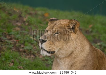 Photo Portrait Of An Alert Barbary Lioness