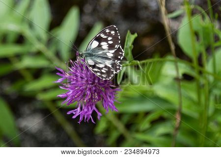 Beautiful Butterfly On Violet Rhaponticum In A Garden