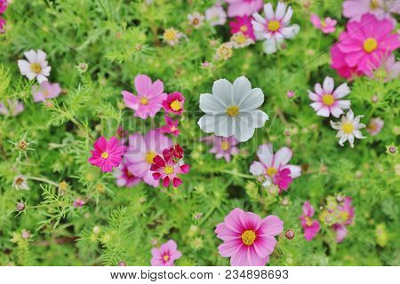 Cosmos Flower Cosmos Bipinnatus With Blurred Back Ground