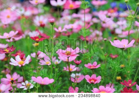 Cosmos Flower Cosmos Bipinnatus With Blurred Back Ground
