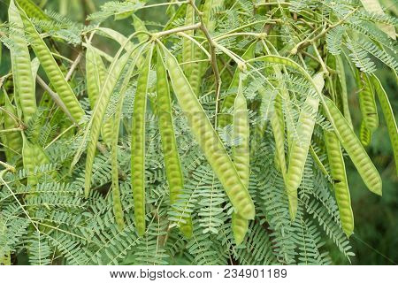 Close Up Fresh Green Leucaena Glauca Seed In Nature Garden