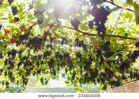 Blue Bunches And Green Leaves Of Grapes Hang From Branches And Metal Rails, Through Them The Sun's R