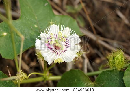 White Passiflora Foetida Flower In Nature Garden
