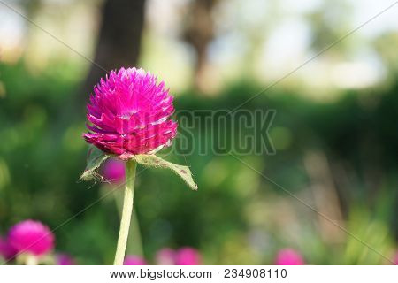 Beautiful Gomphrena Globosa Flower In Nature Garden