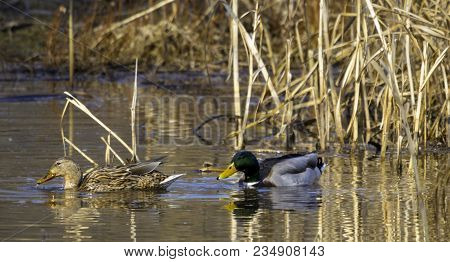 Duck On The Rock River, Riverside Park In Janesville Wisconsin