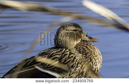 Mallard Ducks On A River In Wisconsin. Riverside Park In Janesville