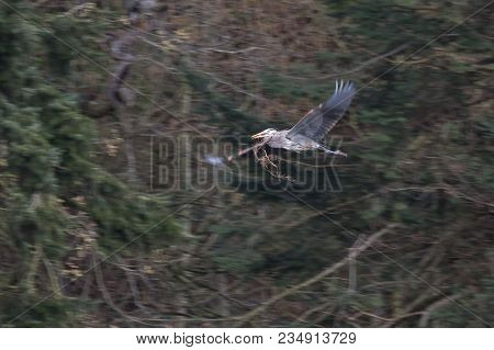 Great Blue Heron Gathering Nest Material At Tsawwassen Bc Canada
