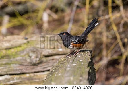 A Spotted Towhee Bird At Bc Canada