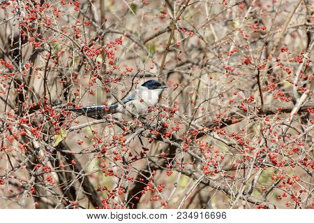 Azure-winged Magpie And Fruit Tree At Beijing China