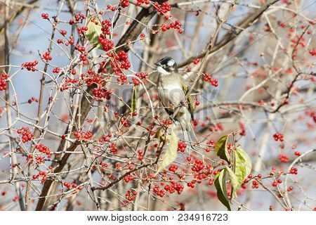 Light-vented Bulbul, Chinese Bulbul At Beijing China
