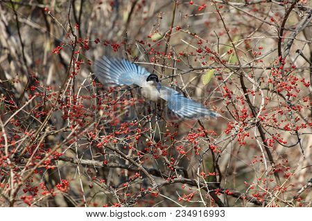 Azure-winged Magpie And Fruit Tree At Beijing China