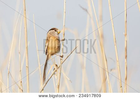 Reed Parrotbill Bird At Beijing Wan Ping Lake Park
