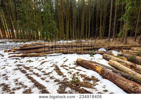 Wood Timber In Forest Prepared For Industrial Proccess