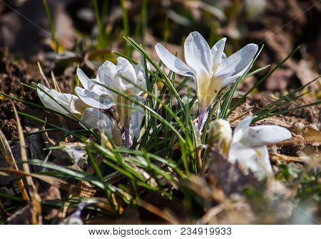 White Crocus Flowers Growing In Spring Park.