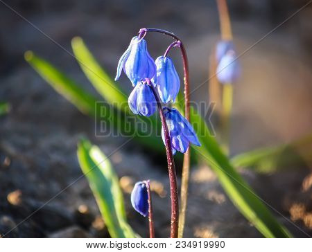 Blue First Spring Flowers Of The Scilla Squill Plant Blooming In A Forest. Scilla Bifolia.