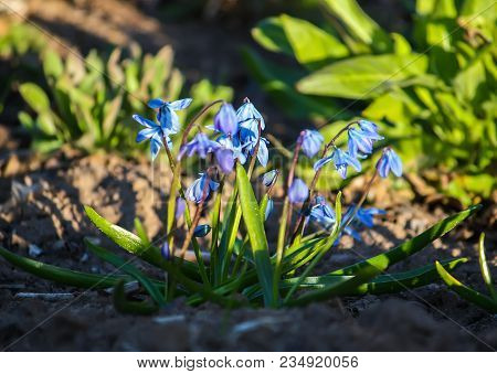 Blue First Spring Flowers Of The Scilla Squill Plant Blooming In A Forest. Scilla Bifolia.