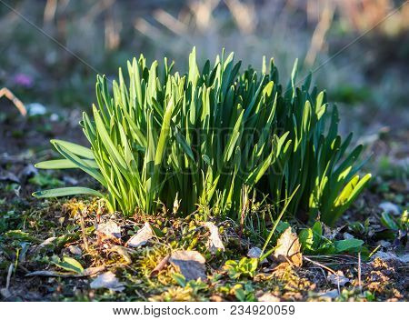 Young Plants Of Daffodils Or Narcissus Flowers Growing In Spring Garden