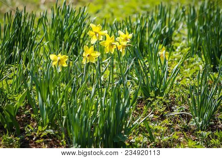 Yellow Daffodils Or Narcissus Flowers Growing In Spring Garden.