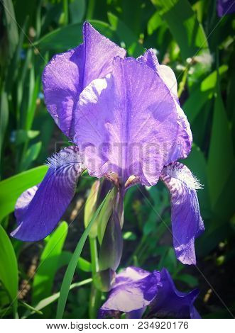 Purple Iris Flower In A Spring Garden