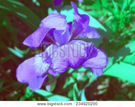 Purple Iris Flowers In A Spring Garden