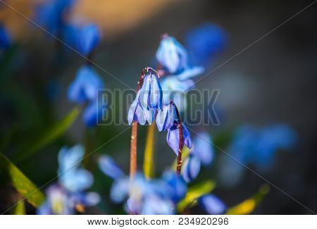 Blue First Spring Flowers Of The Scilla Squill Plant Blooming In A Forest. Scilla Bifolia.