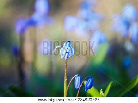 Blue First Spring Flowers Of The Scilla Squill Plant Blooming In A Forest. Scilla Bifolia.