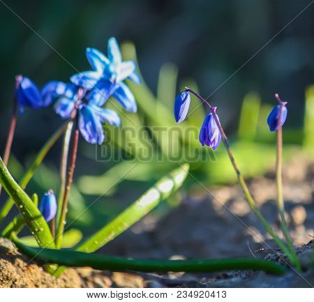 Blue First Spring Flowers Of The Scilla Squill Plant Blooming In A Forest. Scilla Bifolia.