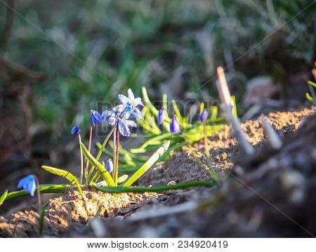 Blue First Spring Flowers Of The Scilla Squill Plant Blooming In A Forest. Scilla Bifolia.