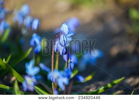 Blue First Spring Flowers Of The Scilla Squill Plant Blooming In A Forest. Scilla Bifolia.