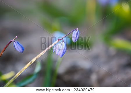 Blue First Spring Flowers Of The Scilla Squill Plant Blooming In A Forest. Scilla Bifolia.
