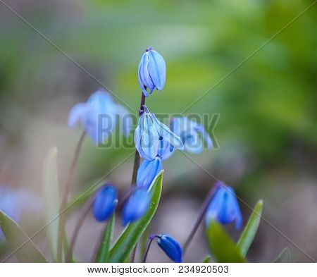Blue First Spring Flowers Of The Scilla Squill Plant Blooming In A Forest. Scilla Bifolia.