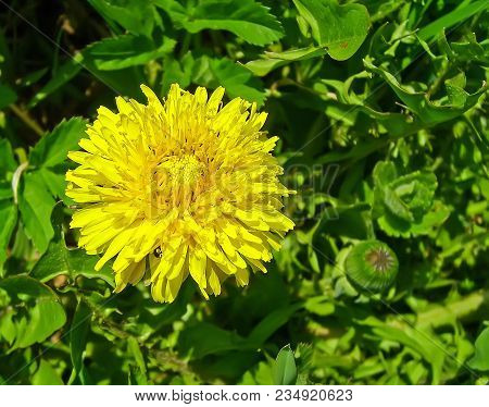Yellow Dandelion Flower In A Spring Park.