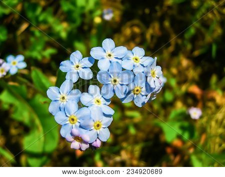 Forget-me-not Blue Small Flowers In Spring Park