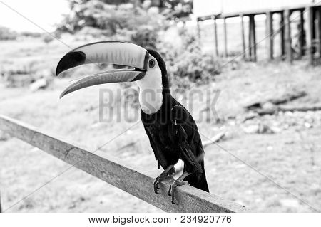 Toco Toucan Bird With Big Beak On Natural Background In Boca De Valeria, Brazil. Wildlife And Nature