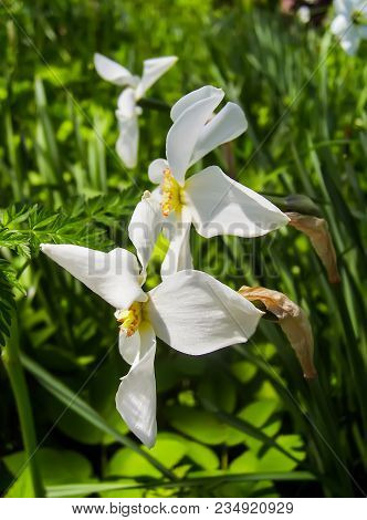 White Daffodils With Yellow Trumpets In Spring Garden