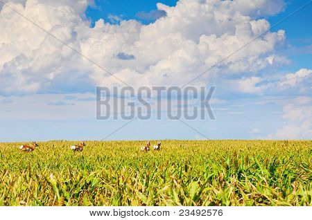 Antilocapra americana selvaggia In un campo di sorgo.