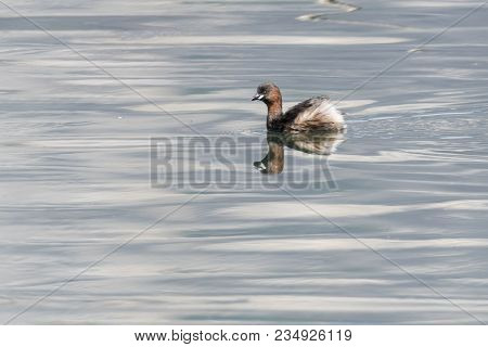 Tachybaptus Ruficollis Duck On Lake