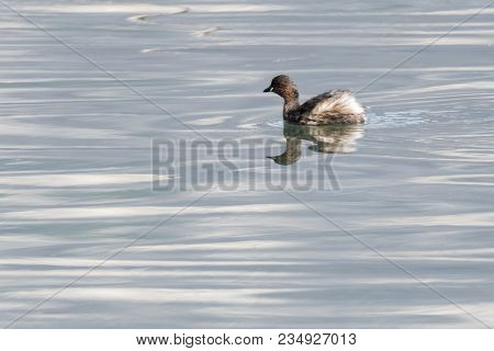 Tachybaptus Ruficollis Duck On Lake