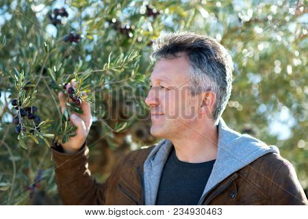 Handsome man posing in olive trees garden. Male portrain over mediterranean olive field ready for harvest. Confident mature man in spanish olive's grove with ripe fresh olives.