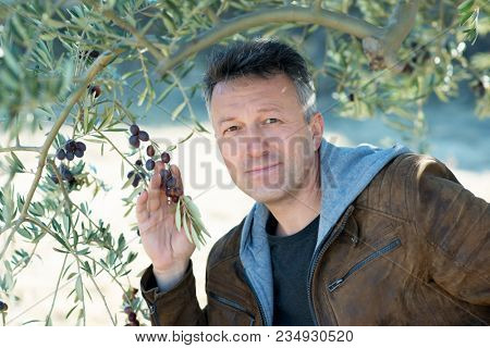 Handsome man posing in olive trees garden. Male portrain over mediterranean olive field ready for harvest. Confident mature man in spanish olive's grove with ripe fresh olives.