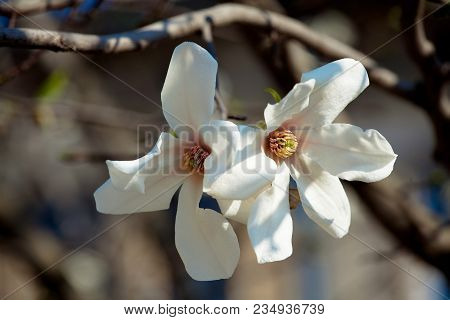 White Magnolia Flowering Background. Botanical Background. Magnolia Blossom In The Garden.