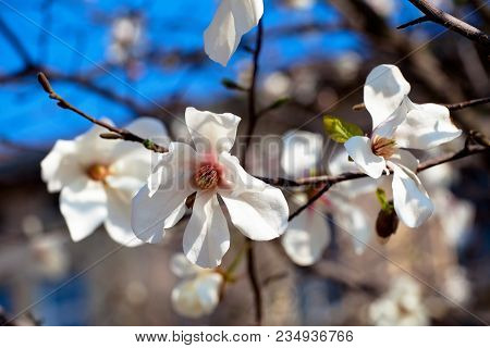White Magnolia Flowering Background. Botanical Background. Magnolia Blossom In The Garden.