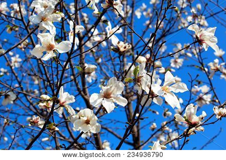 White Magnolia Flowering Background. Botanical Background. Magnolia Blossom In The Garden.