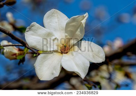 White Magnolia Flowering Background. Botanical Background. Magnolia Blossom In The Garden.