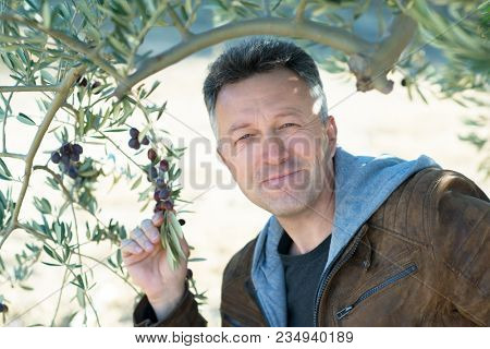 Handsome man posing in olive trees garden. Male portrain over mediterranean olive field ready for harvest. Confident mature man in spanish olive's grove with ripe fresh olives.
