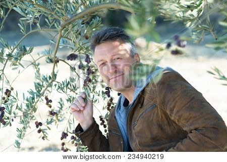 Handsome man posing in olive trees garden. Male portrain over mediterranean olive field ready for harvest. Confident mature man in spanish olive's grove with ripe fresh olives.