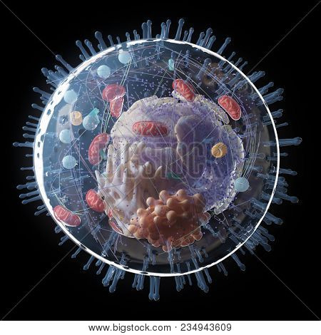 3d rendered medically accurate illustration of the human cell anatomy