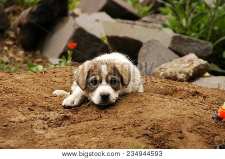 Lovely Beautiful Puppy In Marneuli, Kvemo Kartli, Georgia
