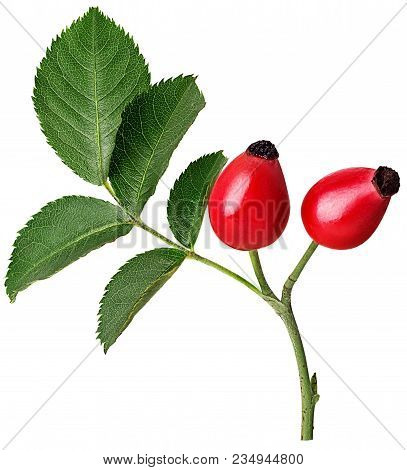 Branch Rosehip Barries With Leaf Isolated On White Background. Clipping Path. Full Depth Of Field.