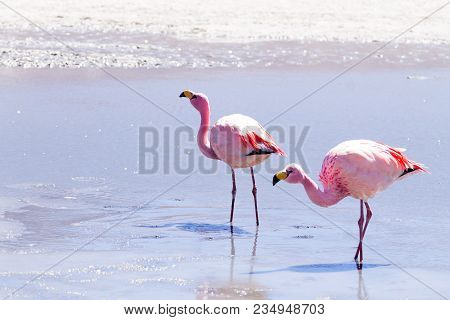 Laguna Hedionda Flamingos, Bolivia.  Andean Wildlife. Bolivian Lagoon